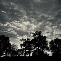 Buy canvas prints of tree Silhouettes by Simon Johnson