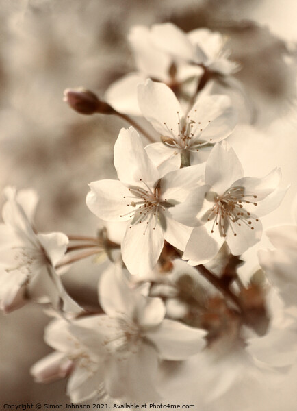blossom close up Picture Board by Simon Johnson