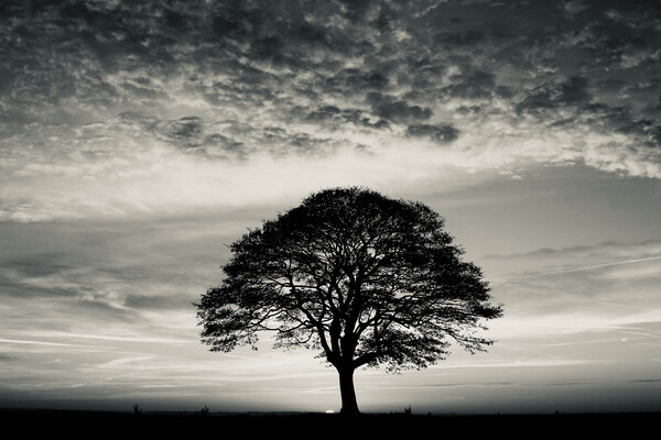  Tree Silhouette  Picture Board by Simon Johnson