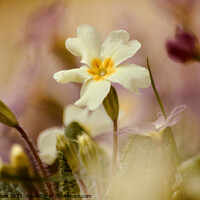 Buy canvas prints of Primrose flower by Simon Johnson