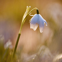 Buy canvas prints of snowdrop flower by Simon Johnson