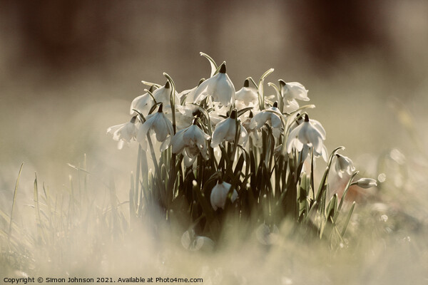 A collection of snowdrops Picture Board by Simon Johnson