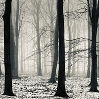 Buy canvas prints of woodland mist by Simon Johnson