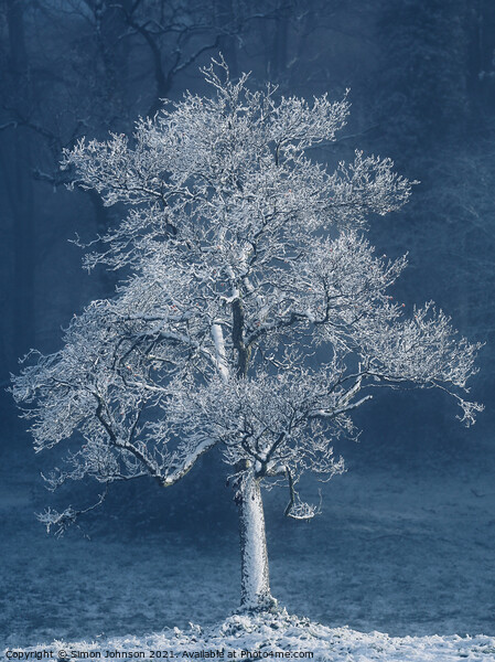 frosted tree Picture Board by Simon Johnson