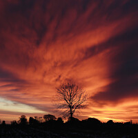 Buy canvas prints of tree Silhouette at sunrise by Simon Johnson