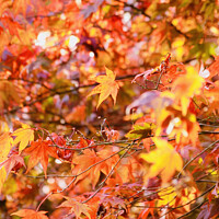 Buy canvas prints of sunlit Autumn acer leaves   by Simon Johnson