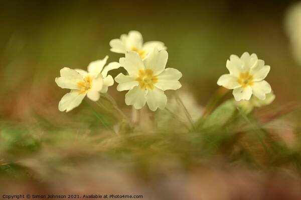 Primrose flowers Picture Board by Simon Johnson