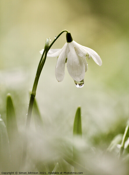 Snowdrop with dew Picture Board by Simon Johnson