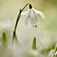Buy canvas prints of Snowdrop with dew by Simon Johnson