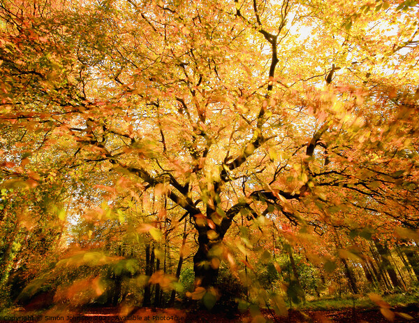 Beech tree, leaves sunlight and wind Picture Board by Simon Johnson
