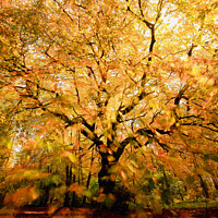 Buy canvas prints of Beech tree, leaves sunlight and wind by Simon Johnson