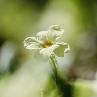 Buy canvas prints of Primrose  flower by Simon Johnson