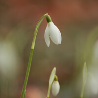 Buy canvas prints of Mother and baby Snowdrop by Simon Johnson