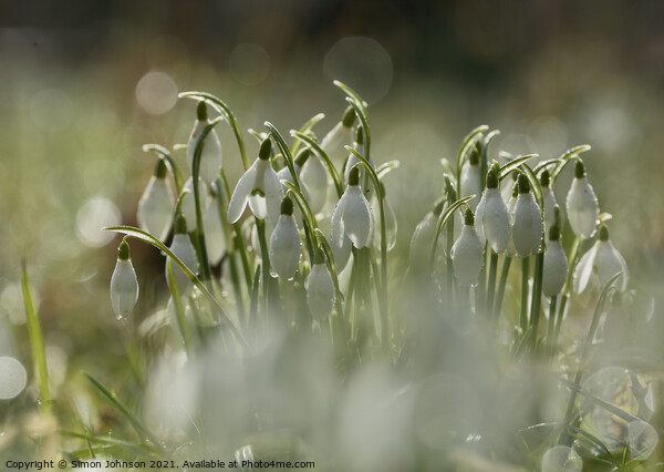 sunlit snowdrops Picture Board by Simon Johnson