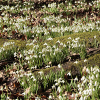 Buy canvas prints of Spring snowdrops by Simon Johnson