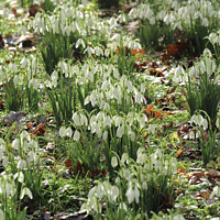 Buy canvas prints of spring snowdrops by Simon Johnson