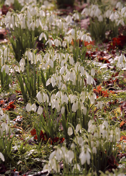 snowdrop flowers Picture Board by Simon Johnson