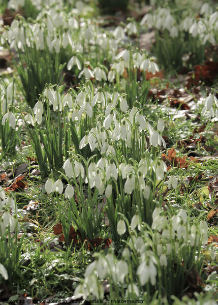 spring snowdrops Picture Board by Simon Johnson