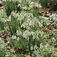 Buy canvas prints of spring snowdrops by Simon Johnson