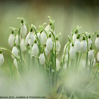 Buy canvas prints of Snowdrops with dew by Simon Johnson