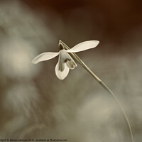 Buy canvas prints of Ethereal Snowdrop by Simon Johnson