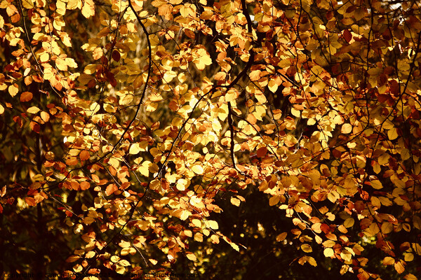 Sunlit  autumn Beech leaves Picture Board by Simon Johnson