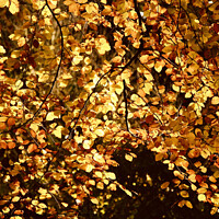 Buy canvas prints of Sunlit  autumn Beech leaves by Simon Johnson