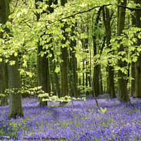 Buy canvas prints of Sunlit bluebell Woodland by Simon Johnson
