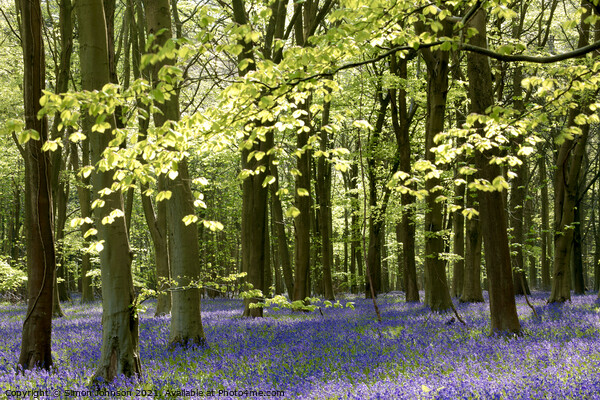 Sunlit bluebell woodland Picture Board by Simon Johnson