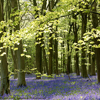 Buy canvas prints of Sunlit bluebell woodland by Simon Johnson