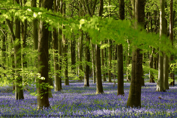Sunlit bluebell Woodland Picture Board by Simon Johnson