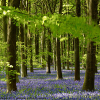 Buy canvas prints of Sunlit bluebell Woodland by Simon Johnson
