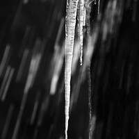 Buy canvas prints of Icicle  by Simon Johnson