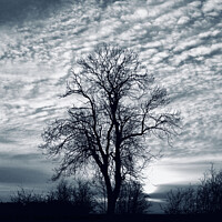 Buy canvas prints of Winter tree and sky by Simon Johnson