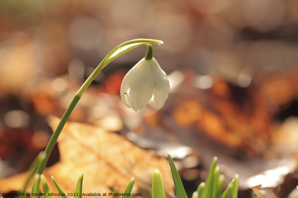 sunlit snowdrop Picture Board by Simon Johnson