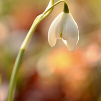 Buy canvas prints of Backlit Snowdrop by Simon Johnson
