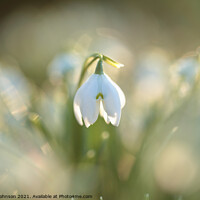 Buy canvas prints of sunlit snowdrop flower by Simon Johnson