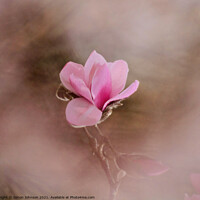 Buy canvas prints of close up of magnolia flower by Simon Johnson