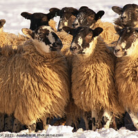 Buy canvas prints of Sheep huddle by Simon Johnson