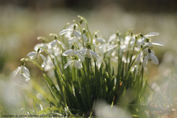 Snowdrop collection Picture Board by Simon Johnson