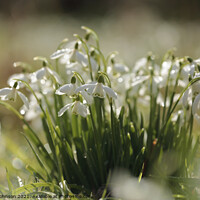Buy canvas prints of Snowdrop collection by Simon Johnson