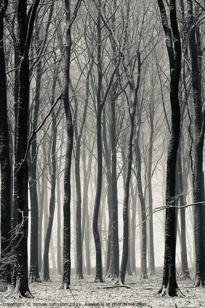 Winter treescape Picture Board by Simon Johnson