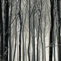 Buy canvas prints of Winter treescape by Simon Johnson