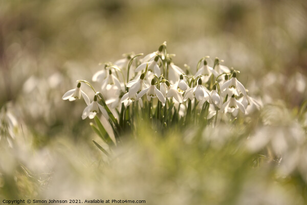 Snowdrop flowers Picture Board by Simon Johnson