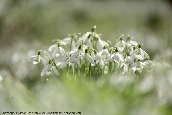 snowdrop flower Picture Board by Simon Johnson