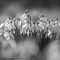 Buy canvas prints of  Snowdrop flowers by Simon Johnson