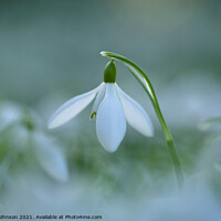 Buy canvas prints of Snowdrop close up by Simon Johnson