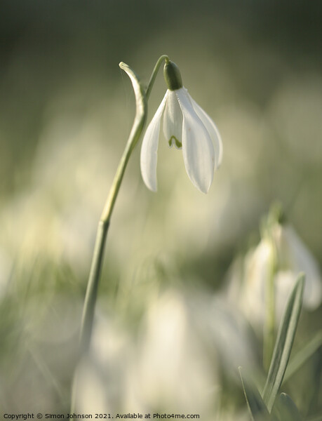 Stand out Snowdrop Picture Board by Simon Johnson