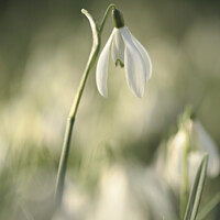 Buy canvas prints of Stand out Snowdrop by Simon Johnson