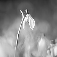 Buy canvas prints of black and white snowdrop by Simon Johnson